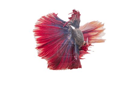 Moving moment of Red betta fish fins like the princess's skirt fluttered gracefully flutter isolated on white background with clipping path. Beautiful movement of Siamese fighting fish or Betta splendens. Selective focus.