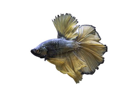 Detail von Gelben Betafischen oder Siamesischen Kampffischen isoliert auf weißem Hintergrund mit Clipping-Pfad. Schöne Bewegung von Betta splendens (Pla Kad). Selektiver Fokus.