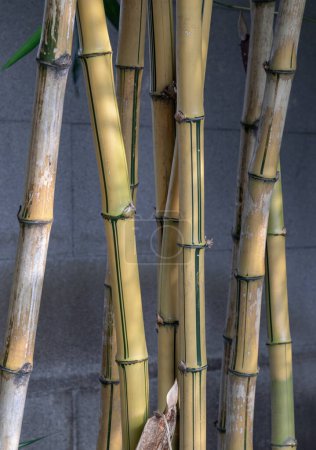 Gelbe Bambusbäume. Bambushalm. Es ist ein laufender Bambus mit einem markanten gelben Streifen in der Halmmulde, Platz für Text, Selektiver Fokus.