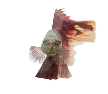 Detalle de pez rojo betta o pez siamés luchando nadando aislado sobre fondo blanco con camino de recorte. Hermoso movimiento de Betta splendens (Pla Kad). Enfoque selectivo.