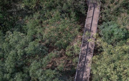 Luftaufnahme einer schönen hölzernen Hängebrücke mitten im Wald, umgeben von sattgrünem Wald an einem sonnigen Morgen. Sonnenlicht durch die Blätter, Holzbrücke über den tropischen Waldökopark, Naturschönheit. Kopierraum, Se