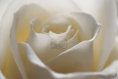 Foto de Beautiful white rose macro photography - Imagen libre de derechos