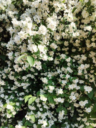 Beautiful white jasmine blooming. Fabulous aroma from a small tree. Bright Daisy. White petal. Beautiful flower. Wonderful field plant. The best gift for girl.