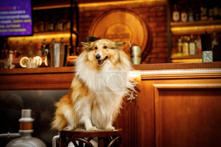 Photo for Happy shetland sheepdog in dog-friendly bar - Royalty Free Image