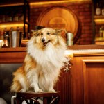 Happy shetland sheepdog in dog-friendly bar
