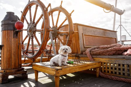 Téléchargez les photos : Chien capitaine sur un pont en bois de voilier - en image libre de droit