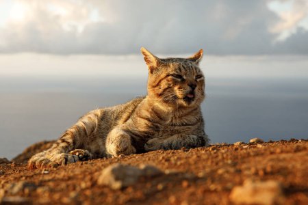 Photo for Happy cat lies on the ground during sunset - Royalty Free Image