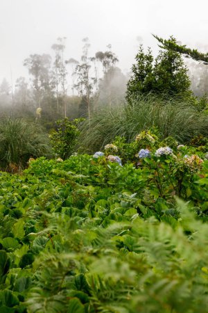 Téléchargez les photos : Plantes vertes de Madère île nature - en image libre de droit