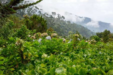 Téléchargez les photos : Plantes vertes de Madère île nature - en image libre de droit