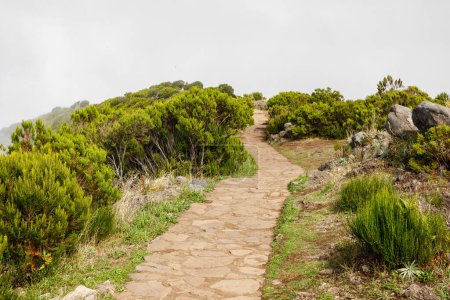 Tourist mountain path through the green plants and cloudy fog, the road to the peak of Madeira island, Portugal