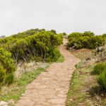 Tourist mountain path through the green plants and cloudy fog, the road to the peak of Madeira island, Portugal