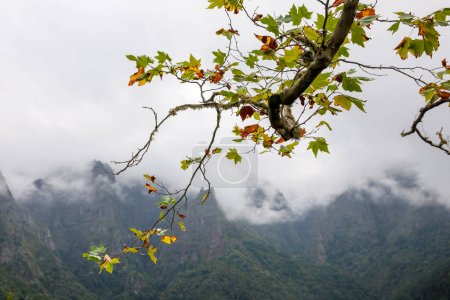Herbst-Ahorn mit Vogel auf dem Ast, Berge und bewölkten Nebelhintergrund