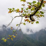 Autumn maple with bird on the branch, mountains and cloudy fog background
