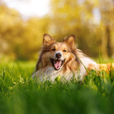 Photo for Shetland Sheepdog in the green meadow - Royalty Free Image