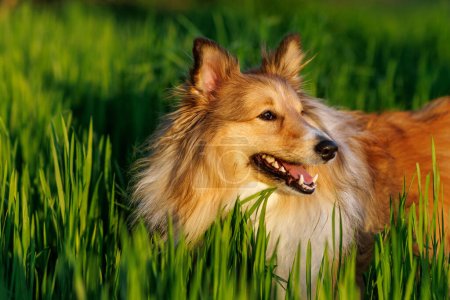 Photo for Shetland Sheepdog in the green meadow - Royalty Free Image