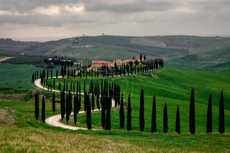 Photo for Cypress trees along a winding road in Tuscany, Italy - Royalty Free Image