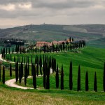 Cypress trees along a winding road in Tuscany, Italy