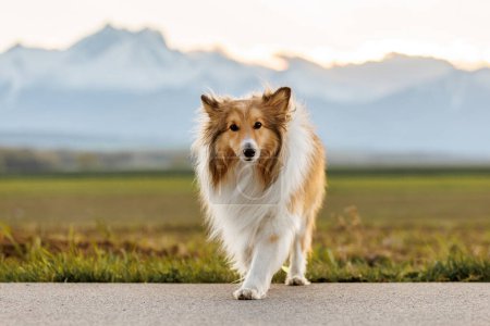 Photo for Fluffy shetland sheepdog on the snowy mountains background - Royalty Free Image