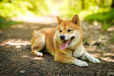 A joyful Shiba Inu dog stands on a leash in a sunlit forest.