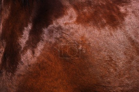 wool horse close-up pattern