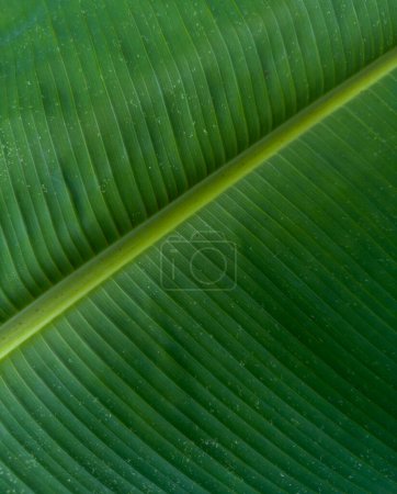 Foto de Plátano hoja verde primer plano fondo nos utilizan espacio para el texto o el diseño de fondo de la imagen. - Imagen libre de derechos