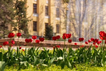 Almaty City. Almaty Kazakhstan 23 April 2023. Blooming tulips in the park in front of the National Academy of Sciences