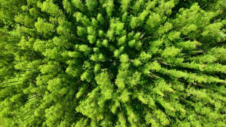 Photo for Top down view of eucalyptus forest spinning rotating. Farming landscape at rural countryside. Green background and field scene. - Royalty Free Image
