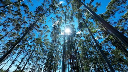 Téléchargez les photos : Champ d'eucalyptus à Mococa à Sao Paulo au Brésil. Eucalyptus Forest Trees. Nature Contexte. Global Warming Landscape. Champ d'eucalyptus à Mococa à Sao Paulo Brésil. - en image libre de droit