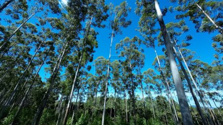 Téléchargez les photos : Champ d'eucalyptus à Mococa à Sao Paulo au Brésil. Eucalyptus Forest Trees. Nature Contexte. Global Warming Landscape. Champ d'eucalyptus à Mococa à Sao Paulo Brésil. - en image libre de droit