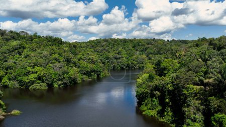 Foto de Río Amazonas en la selva amazónica. La selva tropical más grande del mundo. Manaus Brasil. Ecosistema amazónico. Naturaleza vida silvestre paisaje. Reducción de las emisiones del calentamiento global. Río Amazonas vida silvestre. - Imagen libre de derechos