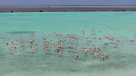 Bonaire Flamingos bei Kralendijk auf Bonaire Niederländische Antillen Wildlife Landscape. Karibischer Hintergrund. Seevögel Tiere. Bonaire Flamingos bei Kralendijk auf Bonaire Niederländische Antillen.