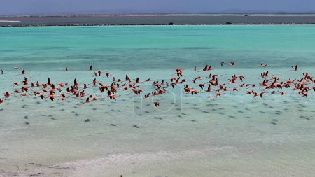 Flamingos fliegen bei Kralendijk auf Bonaire Niederländische Antillen. Wildlife Landscape. Karibischer Hintergrund. Seevögel Tiere. Flamingos fliegen bei Kralendijk auf Bonaire Niederländische Antillen.