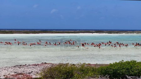 Karibische Flamingos bei Kralendijk auf Bonaire Niederländische Antillen Wildlife Landscape. Karibischer Hintergrund. Seevögel Tiere. Karibische Flamingos bei Kralendijk auf Bonaire Niederländische Antillen.