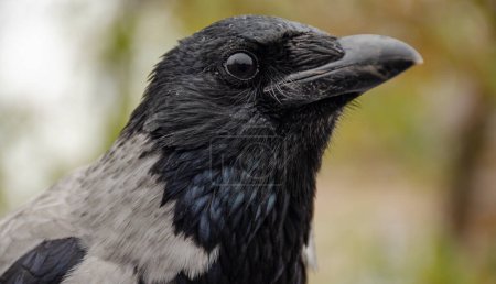 Téléchargez les photos : Portrait de corbeaux gris tourner la tête droite. Corneille charognard (Corvus corone) portrait d'oiseau noir de la tête et regardant la caméra. La faune dans la nature. - en image libre de droit