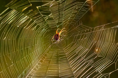 Photo for Spider in the middle of his web with sunbeams at sunrise, Alicante, Spain. - Royalty Free Image