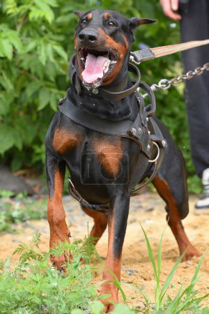 Photo for Doberman is a muscular working dog dressed in a leather harness, running after the object being pursued. Dressiura at the cynological school. horizontal photo - Royalty Free Image