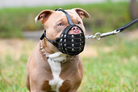 The Staffordshire Bull Terrier is a robust, strong and very active dog. The dog in a muzzle sits next to the leash, the designation of the place. Training in the cynological school. Dog looks at owner Dressiura at the cynological school. Overall plan