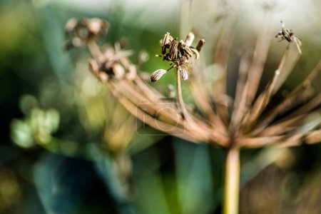 Foto de Tallos de hinojo secos y semillas al final del verano. - Imagen libre de derechos