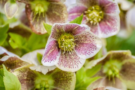 Pink speckled Hellebore flowers in early spring.