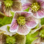 Pink speckled Hellebore flowers in early spring.