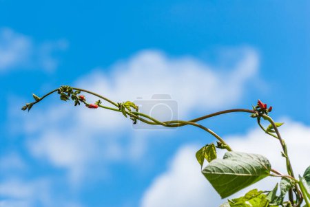 Téléchargez les photos : Tige de haricot coureur en pleine croissance avec des fleurs en développement contre un ciel bleu. - en image libre de droit