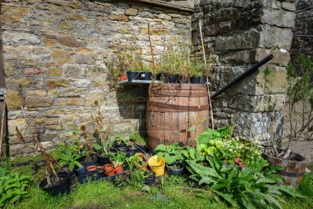 Photo for Old oak barrel with overgrown plants in pots in a stone walled cottage garden. - Royalty Free Image
