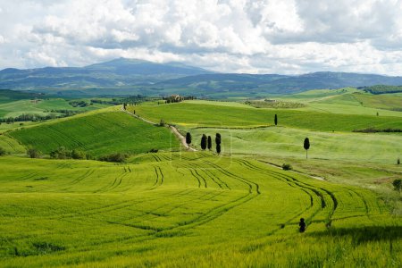 Photo for Tuscany Landscape with green hills and country road in Val d Orcia, Italy - Royalty Free Image