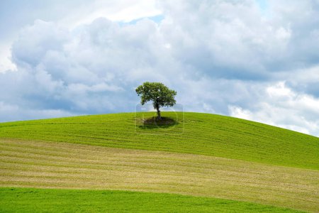 Photo for Spring landscape with lonely tree on a hill in Tuscany, Italy - Royalty Free Image