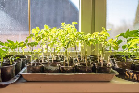 Foto de Plántulas en las ventanas de casa. cultivar verduras en casa. - Imagen libre de derechos