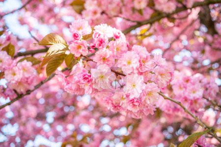 Téléchargez les photos : Fleurs de cerisier dans le jardin. début du printemps Avril floraison. - en image libre de droit