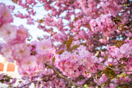 Téléchargez les photos : Fleurs de cerisier dans le jardin. début du printemps Avril floraison. - en image libre de droit