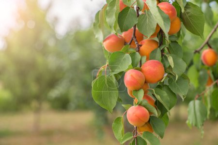 Reife Aprikosen. viele Aprikosenfrüchte an einem Baum im Garten in den Strahlen der Sonne an einem hellen Sommertag. Bio-Früchte. Gesunde Ernährung.