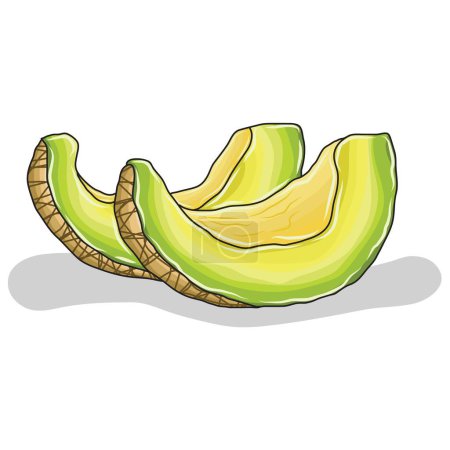 Illustration for Images that are vector or illustrator cantaloupe fruit - Royalty Free Image