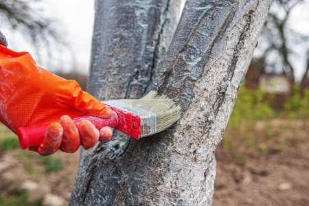 Care tree after winter. Hand in rubber glove with lime colors tree from harmful insects.